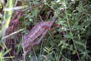 Chameleon, oblast �eky Tsiribihina. Madagaskar.