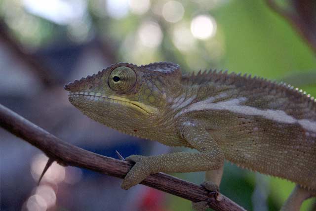 Chameleon, Nosy Be. Madagaskar.